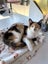 Found - Calico Tortie DSH Female Kitten / Young Cat Carousel 3