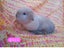 Cute purebred pedigree baby mini lop bunny rabbit Carousel 10
