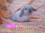Cute purebred pedigree baby mini lop bunny rabbit Carousel 5