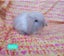 Cute purebred pedigree baby mini lop bunny rabbit Carousel 12