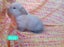 Cute purebred pedigree baby mini lop bunny rabbit Carousel 6