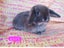 Cute purebred pedigree baby mini lop bunny rabbit Carousel 11
