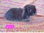 Cute purebred pedigree baby mini lop bunny rabbit Carousel 13