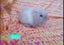 Cute purebred pedigree baby mini lop bunny rabbit Carousel 14