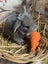 **Trained Mini Lop Bunny Rabbits & Care Package** Carousel 15