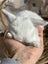 **Trained Mini Lop Bunny Rabbits & Care Package** Carousel 17