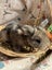 **Trained Mini Lop Bunny Rabbits & Care Package** Carousel 19