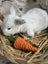 **Trained Mini Lop Bunny Rabbits & Care Package** Carousel 18