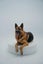 Loving Home Wanted for Loyal German Shepherd Carousel 6