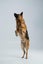Loving Home Wanted for Loyal German Shepherd Carousel 10