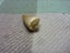Stunning Old Fossilized Dinosaur Tooth Mosasaur Tooth Natural History Carousel 4
