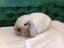 Super Cute Purebred Minilop Babies Carousel 3