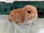 Super Cute Purebred Minilop Babies Carousel 5