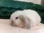 Super Cute Purebred Minilop Babies Carousel 6