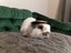 Super Cute Purebred Minilop Babies Carousel 19