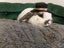 Super Cute Purebred Minilop Babies Carousel 18