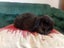 Super Cute Purebred Minilop Babies Carousel 17