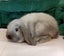 Super Cute Purebred Minilop Babies Carousel 7