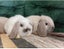Super Cute Purebred Minilop Babies Carousel 10