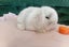Super Cute Purebred Minilop Babies Carousel 14