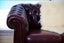 British Vintage 2-seater Chesterfield Leather Sofa Carousel 10