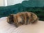 Super Cute Purebred Minilop Babies Carousel 20