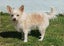 Ghosty - DOGWATCH dog rescue & rehoming Carousel 1