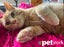 LONELY MIAOW KITTEN - CHEDDAR Carousel 1