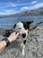 Wilson - 7 year old Border Collie Carousel 7
