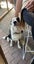 Wilson - 7 year old Border Collie Carousel 3