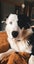 Wilson - 7 year old Border Collie Carousel 4