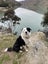 Wilson - 7 year old Border Collie Carousel 1