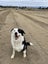 Wilson - 7 year old Border Collie Carousel 2