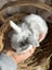 **Trained Mini Lop Bunny Rabbits & Care Package** Carousel 13
