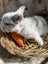 **Trained Mini Lop Bunny Rabbits & Care Package** Carousel 14