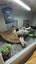 Bearded dragon + Blue tongue skink's x 2 full setup Carousel 4