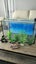 Aquarium - $1 Reserve - Grab a bargain! Carousel 1