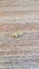 1.6g gold nugget Carousel 3