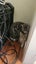 6 - 8 Month Old Female Kitten Carousel 1