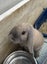 Gorgeous mini lop Carousel 1
