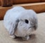 Mini Lop Bunnies Carousel 1