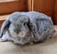 Mini Lop Bunnies Carousel 3