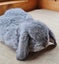 Mini Lop Bunnies Carousel 4