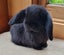 Mini Lop Bunnies Carousel 5