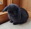 Mini Lop Bunnies Carousel 6