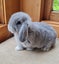 Mini Lop Bunnies Carousel 7