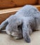 Mini Lop Bunnies Carousel 8