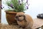 Pure-bred Mini Lop Bunny Rabbits Carousel 3