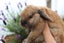 Pure-bred Mini Lop Bunny Rabbits Carousel 2
