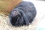 Pure-bred Mini Lop Bunny Rabbits Carousel 6